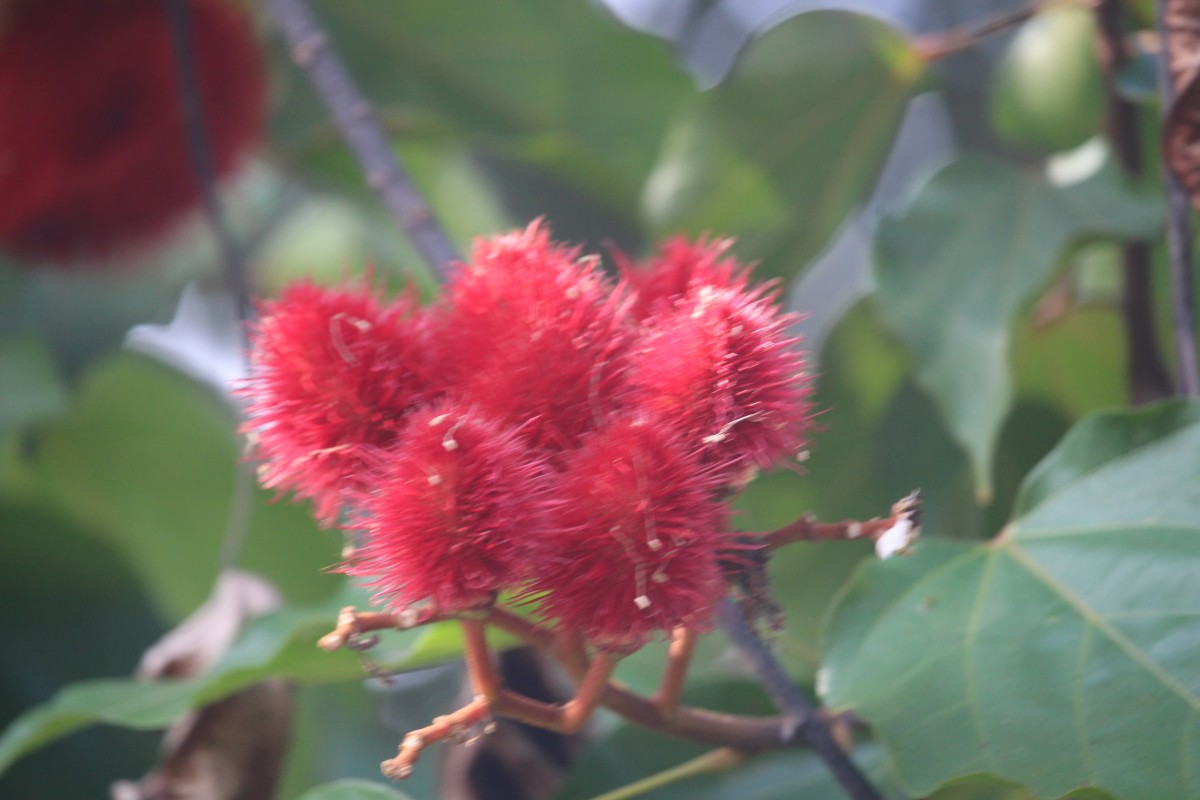 Bixaceae